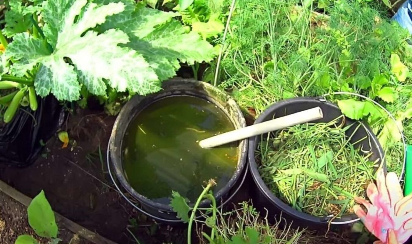 підживлення кабачків